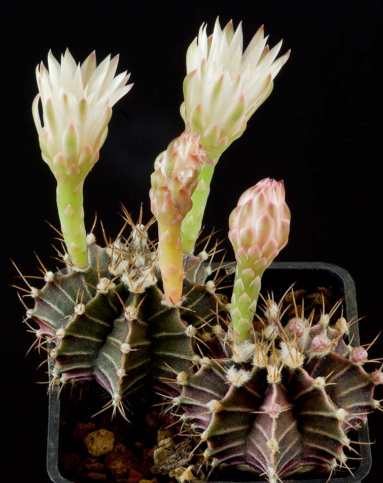 Gymnocalycium stenopleurum